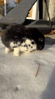 Zákrslý králik❤️ - 4