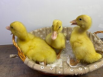 Nasadove vajcia peking - 4