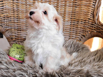 Havanský psík s PP ,Bichon Havanais k rezervácií - 4