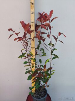 vavrínovec, červienka, živý plot - 4