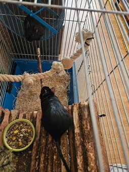 Osmak Degu + klietka a vybavenie - 4