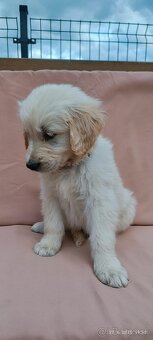 Zlatý retriever šteniatko - 4