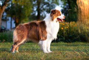 Austrálsky ovčiak- krytie, PP - 4