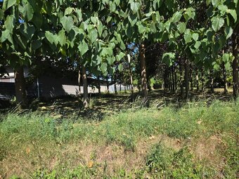 EXKLUZÍVNE – Orná pôda so stromami Paulownia tomentosa - 4