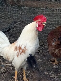 Kohút GREEN SHELL - 4