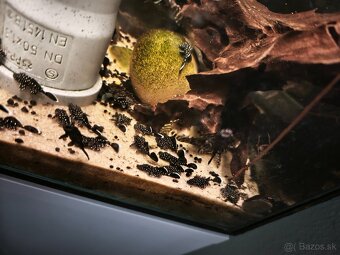 Pleco L213 - 4