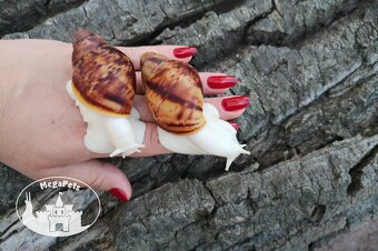 Africké slimáky Archachatina marginata ovum albino terárium - 4