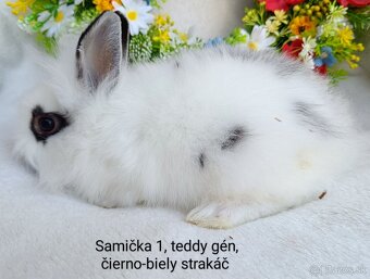Zakrslý králik teddy gén s VP - samičky strakáč - 4