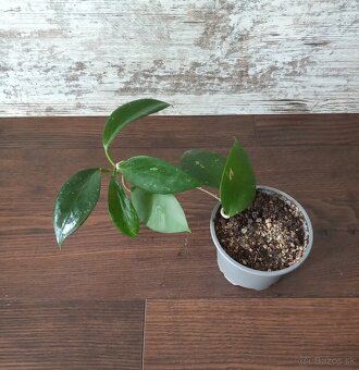 Hoya - rastliny - 4