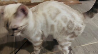 Bengálske mačiatka, bengalska mačka s Rodokmeňom - 4