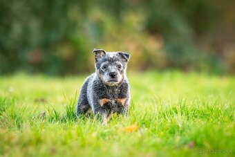 Australský dobytkarský pes s PP, ACD - 4