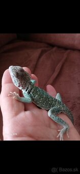 Leguanik obojkovy - 4
