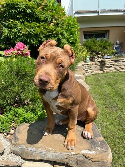 American bully XL - 4