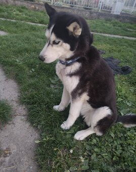 Husky - 4