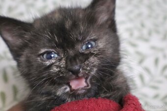 Krásna očkovaná 2-mesačná mačička čaká na adopciu - 4