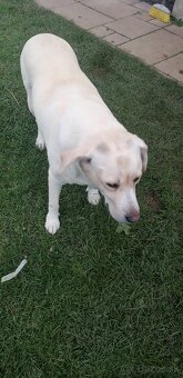 Šteniatka labradora - 4
