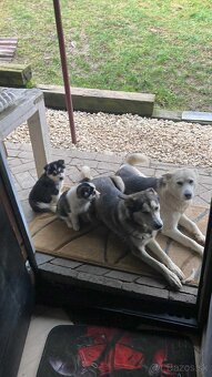 Stenata Husky/malamut krizence - 4