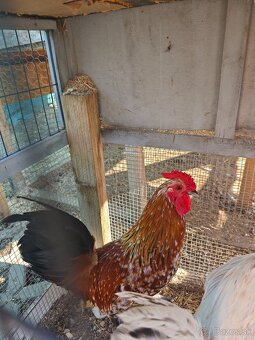 Kohúty Brahamn Splash a Liliput millefleur - 4