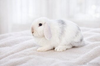 minilop samička 🐰❤️ - 4