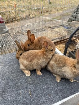 Burgundský x VSS - 4