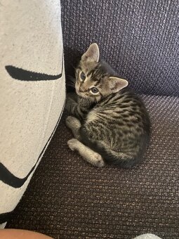 Darujem mačiatko do dobrých rúk🐾 - 4