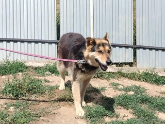 Darujem chlpatú sučku zachránenú z reťaze - ovčiak / husky - 4