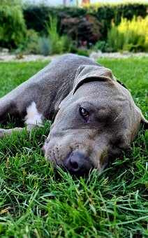 Pejsek American bully XL s PP - 4