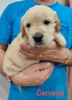 Zlatý Retriever - 4