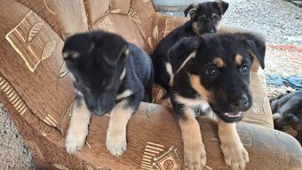 Nemecký ovčiak šteniatka - 4