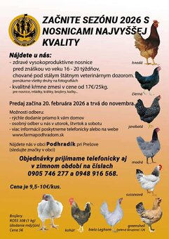 Mládky,nosnice, kurčata - 4