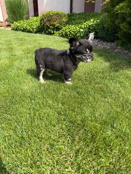 Francuzsky buldoček merle fluffy a isabella fluffy psík - 4