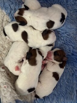 Jack Russell teriér - 4