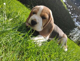 Bigel, bigl, beagle s PP - 4
