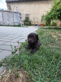 Trpaslici pudel - 4