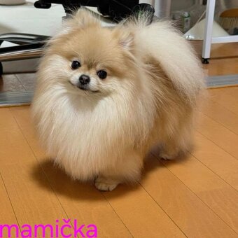 Pomeranian mini - 4