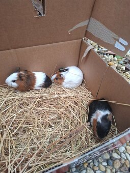 Morča , morské prasiatko, prasiatka - 4