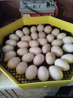 Násadové vajcia - 4