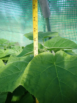 Paulownia Tomentosa - MULTIFUNKČNÝ strom - 4