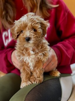 Predám luxusné šteniatko maltipoo mini fenku - 4