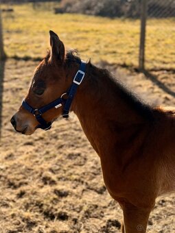Kobylka Quarter Horse (AQH) - 4
