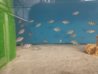 Cyphotilapia Frontoza Burundi - 4