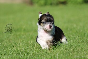Čínský chocholatý pes - powderpuff male - 4