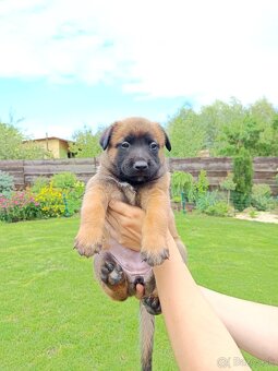 Belgický ovčiak malinois s PP - 4