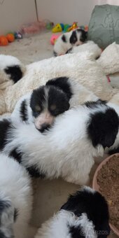 Šteniatka plemena Tornjak s PP - 4