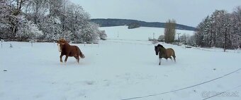Predám charakterného valacha - 4