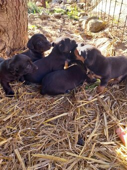 Šteniatka jazvečìka dlhosrstého - 4