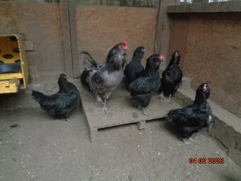 Ameraucana-násadové vajcia - 4