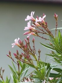 oleander mladý, vyška cca 100cm, ružový kvet - 4