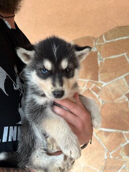 Sibírsky husky - Šteniatka - 4