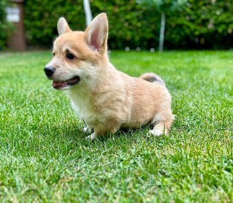 Psík plemena Welsh Corgi Pembroke - 4
